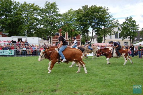 Ochsenrennen Wesermarsch 2008